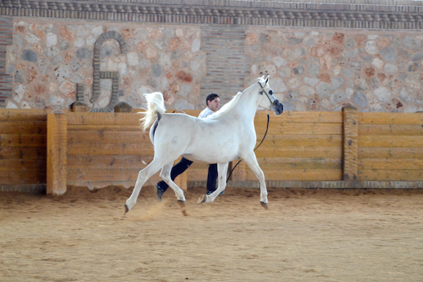 Arabians Aldara 26